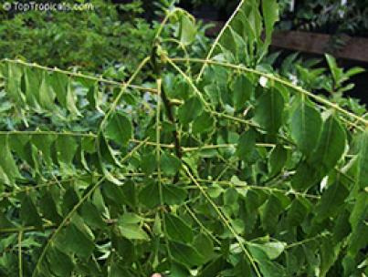 Полезные свойства листьев карри