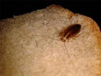 Причины исчезновения тараканов и их повторного появления